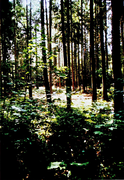 Wald